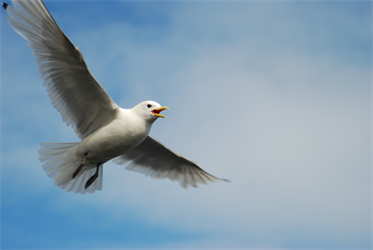 Tause fuglefjell - en fotografisk tidsreise