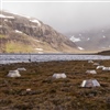 Open-top chambers (OTCs) in Latnjajaure, Sweden provide a controlled environment to study simulated warming of the tundra ecosystem. Photo © Sybryn Maes
