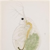 Møkkadamdafnie (Daphnia pulex), tegnet av den norske zoologen G. O. Sars, opprinnelige tegninger. Møkkadamdafnie er regnet som tolerant for tilførsel av næringsstoffer.
