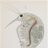 Snabelkreps (Bosmina longispina), den vanligste vannloppe i Norge, tegnet av den norske zoologen G. O. Sars, opprinnelige tegninger. Snabelkreps er regnet som følsom for tilførsel av næringsstoffer.