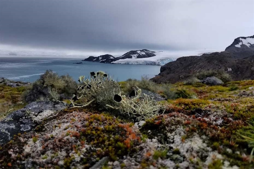 Antarctic-wide survey of plant life to aid conservation efforts