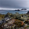 Vegetation in Antarctica is dominated by lichen and mosses. Image from Livingston Island, maritime Antarctica. Photo: Felix Grewe