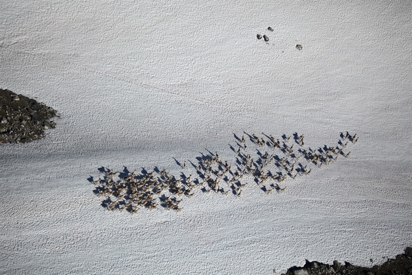 Norway's wild reindeer struggle to reproduce