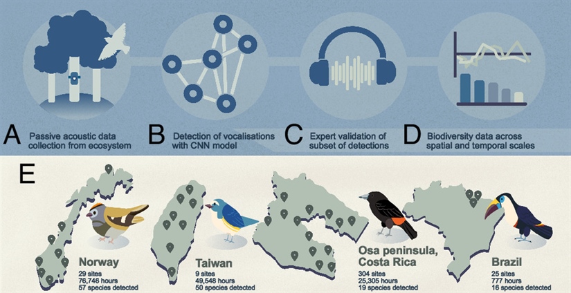 Detecting bird sounds across the globe to deliver reliable biodiversity insights