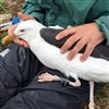 En voksen svartbak ringmerkes og utstyres med lyslogger som samler data som viser fuglens oppholdsområder gjennom vinterhalvåret. Foto © Tone K. Reiertsen