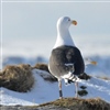 Svartbakene på Hornøya blir stadig færre. Foto © Tone K. Reiertsen