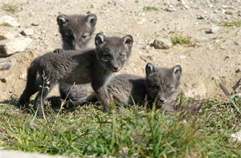 Conserving Norway's Endangered Arctic Foxes