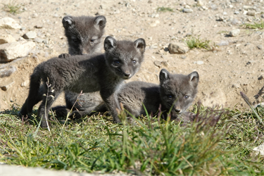 Conserving Norway's Endangered Arctic Foxes