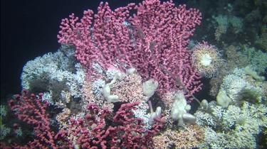 Fishing gear entangle Norway’s protected cold-water corals