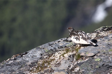 The second call from The Nordic Board for Wildlife Research for 2024 is now open