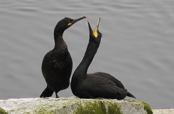 Presence of microplastics in European shag faeces identified for the first time