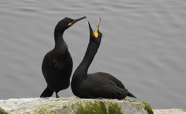 Presence of microplastics in European shag faeces identified for the first time