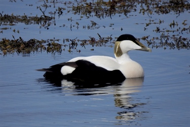 Substantial knowledge gaps on effects of seaweed harvesting on sea- and shorebirds in Norway