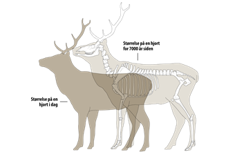 Hjorten krymper i takt med menneskets inngrep i naturen