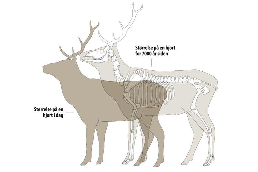 Hjorten krymper i takt med menneskets inngrep i naturen