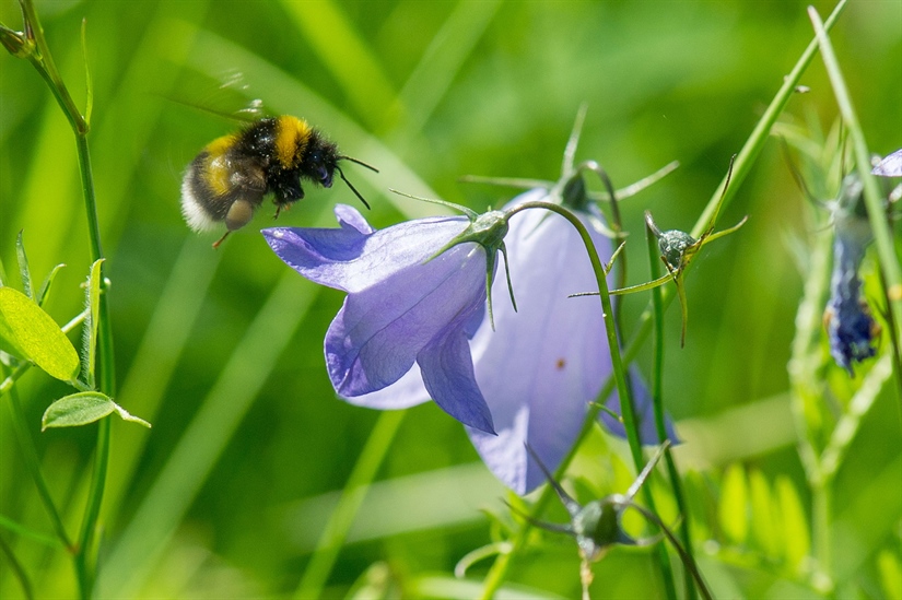 Funding Call Announcement: Strengthening Capacity Across the Science-Policy-Society Interface