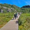 På veien opp mot Preikestolen er stien tilrettelagt for å skåne et myrparti. Foto: Helge Kjellevold.