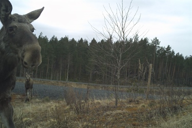 Viltoverganger gjør vei i vellinga for elgen