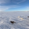 To hvite og to blå fjellrever er klar for sin nye tilværelse på Hardangervidda. Håpet er at de skal bidra til at den sterkt truete arten bli i stand til å stå på egne bein. Foto: Avlsprogrammet /NINA