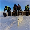 Denne hvite fjellreven tjuvstarter på de andre valpene som ble satt ut på Hardangervidda fra avlsstasjonen. I bakgrunnen fra v. Olaf Bratland fra Statens Naturoppsyn (SNO), NINA-forskerne Kristine Ulvund og Craig Jackson og Tore Larsson fra SNO. Foto