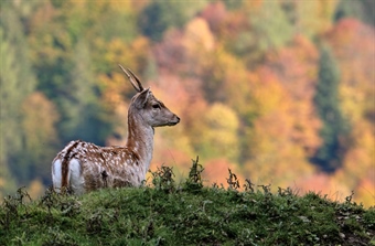 Why the study of deer poo in North Wales could shed light on the future of woodland conservation