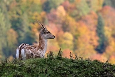 Why the study of deer poo in North Wales could shed light on the future of woodland conservation