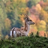 Fallow deer (Dama dama). Photo: Josef Laimer/Flickr 