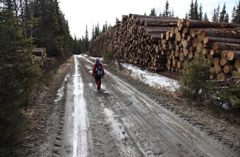 Less Outdoor Recreation in Forests After Clear-Cutting – Especially Near Cities