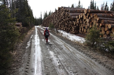 Less Outdoor Recreation in Forests After Clear-Cutting – Especially Near Cities