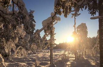 Skogrestaurering kan gi en mer artsrik, variert og robust skog i Østmarka nasjonalpark