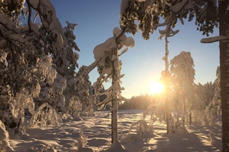 Skogrestaurering kan gi en mer artsrik, variert og robust skog i Østmarka nasjonalpark