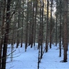 I Østmarka nasjonalpark er en del skogområder preget av tidligere intensivt skogbruk. Men med litt hjelp i form av skogrestaurering kan vi raskere få frem den varierte og artsrike skogen vi ønsker i en nasjonalpark. Foto: Egil Bendiksen.