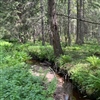 I Maigrasdalen finnes det rik sumpskog og høgstaudegranskog, men også dype grøfter som drenerer og forringer sumpskogen. Nasjonalparken har flere grøfta myrer og sumpskoger, der tetting av grøftene kan restaurere naturområdene. Foto: Egil Bendiksen