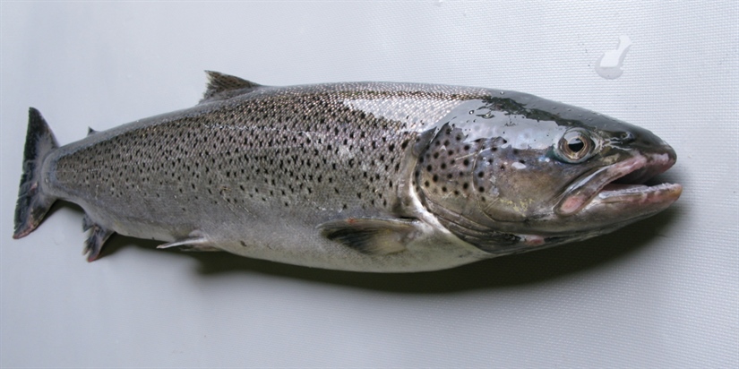 Salmon lice results in less sea trout 
