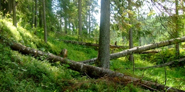 Økt hogst fordrer økt skogvern og mer miljøhensyn 