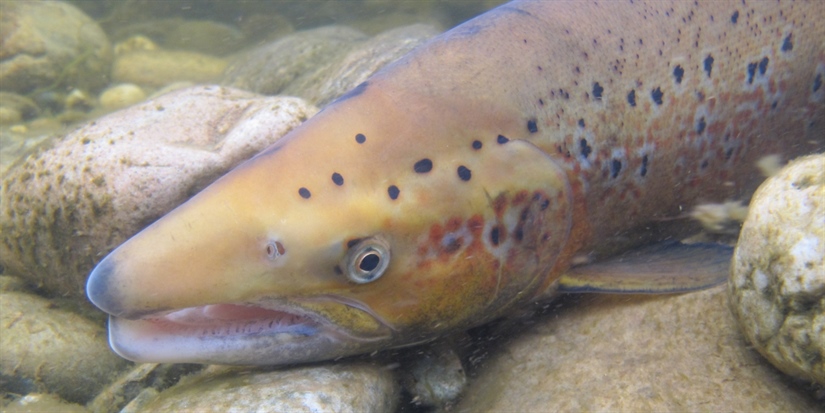 Salmon puberty gene discovered 