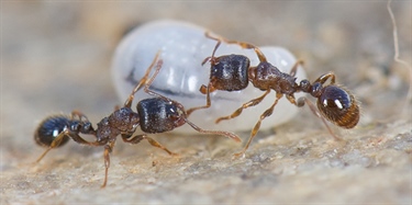 Ny kunnskapsoversikt over norske maur