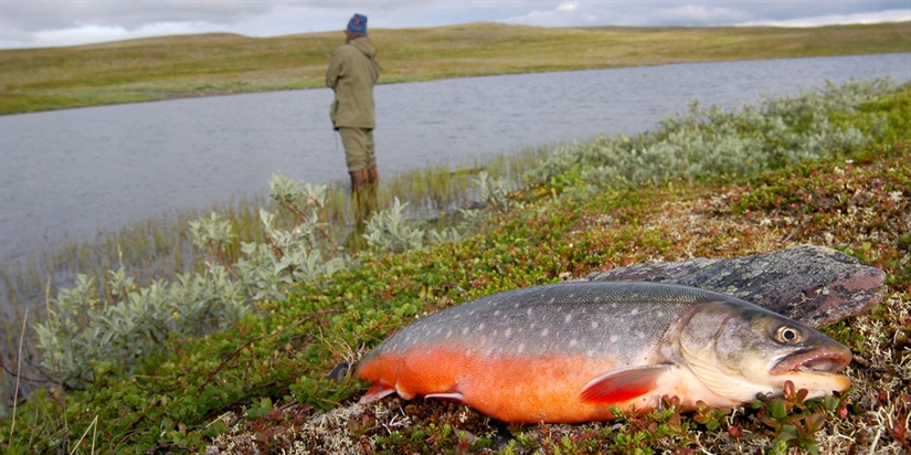 Fisket i Finnmark gir både fisk og penger