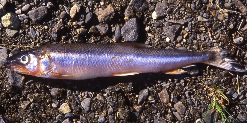 Liten fisk fører til store endringer i Storsjøen