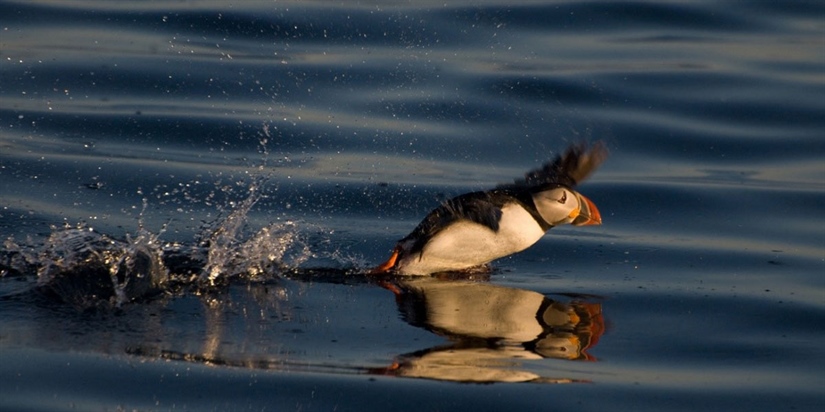 Puffin migration patterns suggest that competition and food availability in winter affect breeding success
