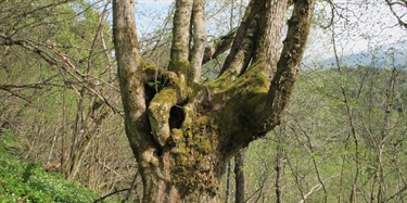 Old trees more important than pollarding for the diversity of lichen, fungi and mosses