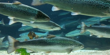 Impacts of salmon lice on wild Atlantic salmon and sea trout