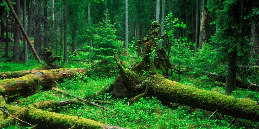 Truet vedsopp trenger mye gammel skog