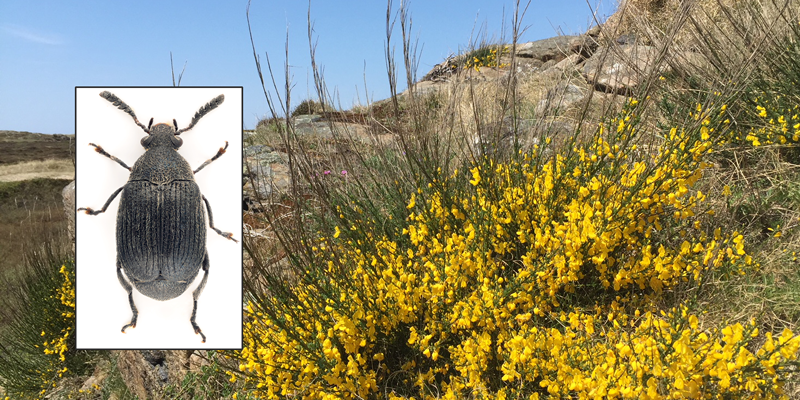 Ny bille funnet i Norge – kan bekjempe uønsket plante