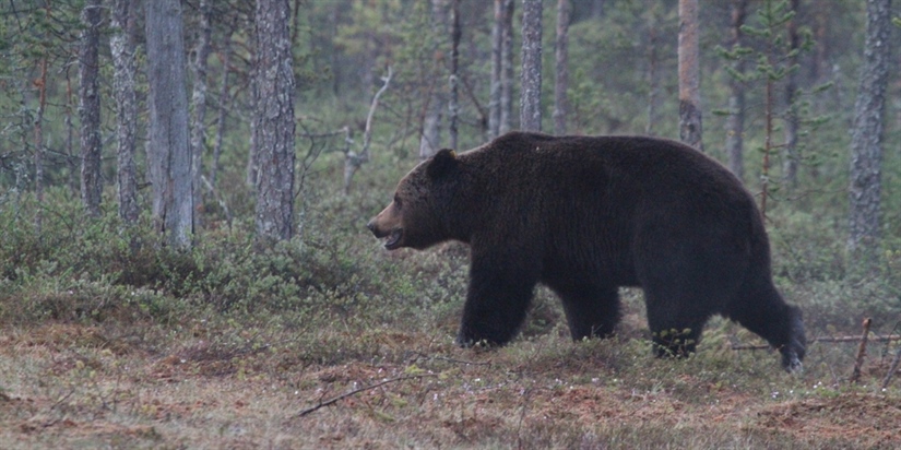 Radiosendere ga bivirkninger på bjørner