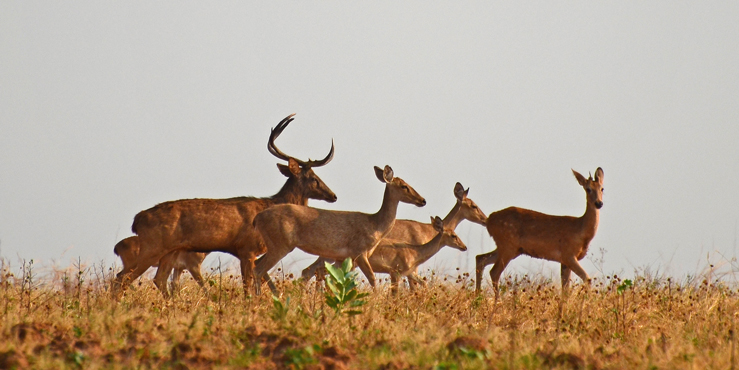 A ray of hope for the golden deer of Myanmar