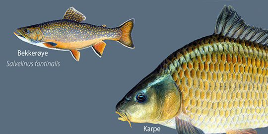 Fremmed ferskvannsfisk skader norsk natur