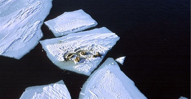NorACIA delutredning 3: Effekter på økosystemer og biologisk mangfold. Klimaendringer i norsk Arktis