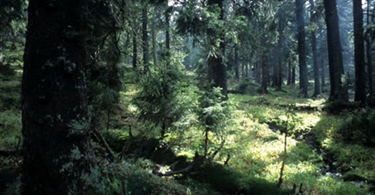 Skog og biomangfold i skjønn forening?