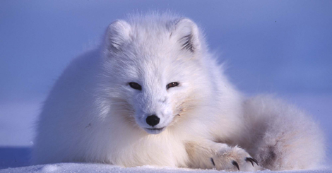 Dyrelivet på Svalbardtundraen under “klimapisken”